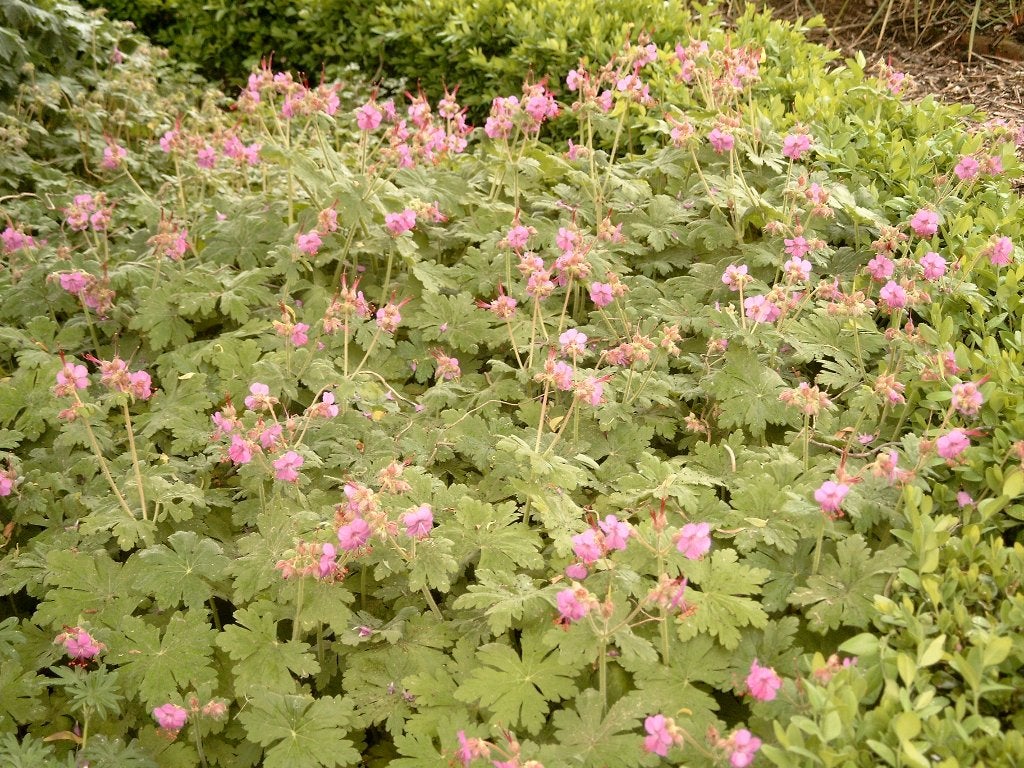 Geranium Macrorrhizum 'Ingwersens Variety' en andere, Jardin & Terrasse, Plantes | Jardin, Plante fixe, Couvre-sol, Mi-ombre, Été