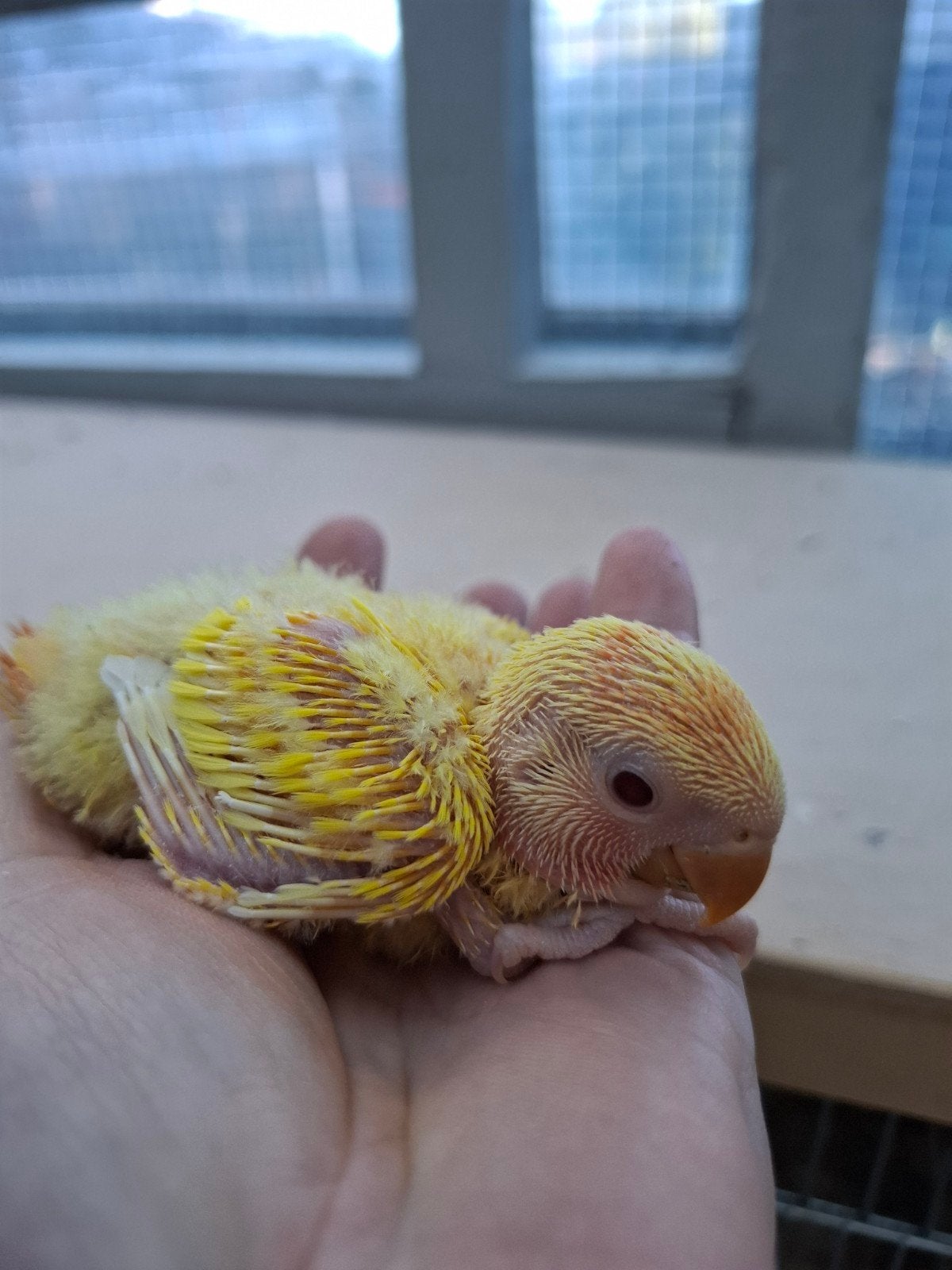agapornis roseicollie babys handtam, Dieren en Toebehoren, Geringd