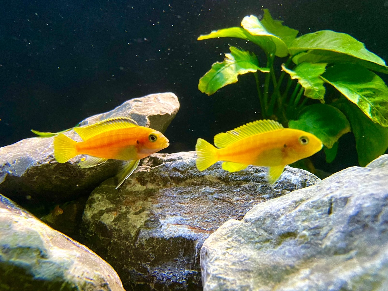 Chindongo Saulosi (Malawi cichliden), Dieren en Toebehoren, Vissen | Aquariumvissen