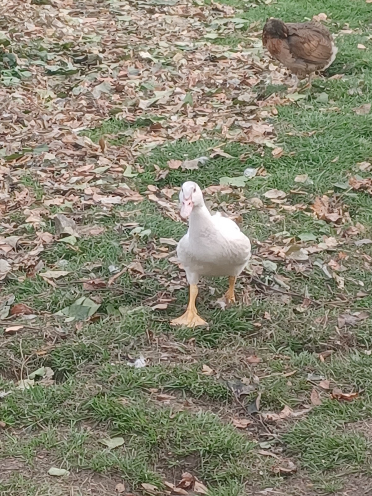 barberie eend kuikens, Dieren en Toebehoren, Eend