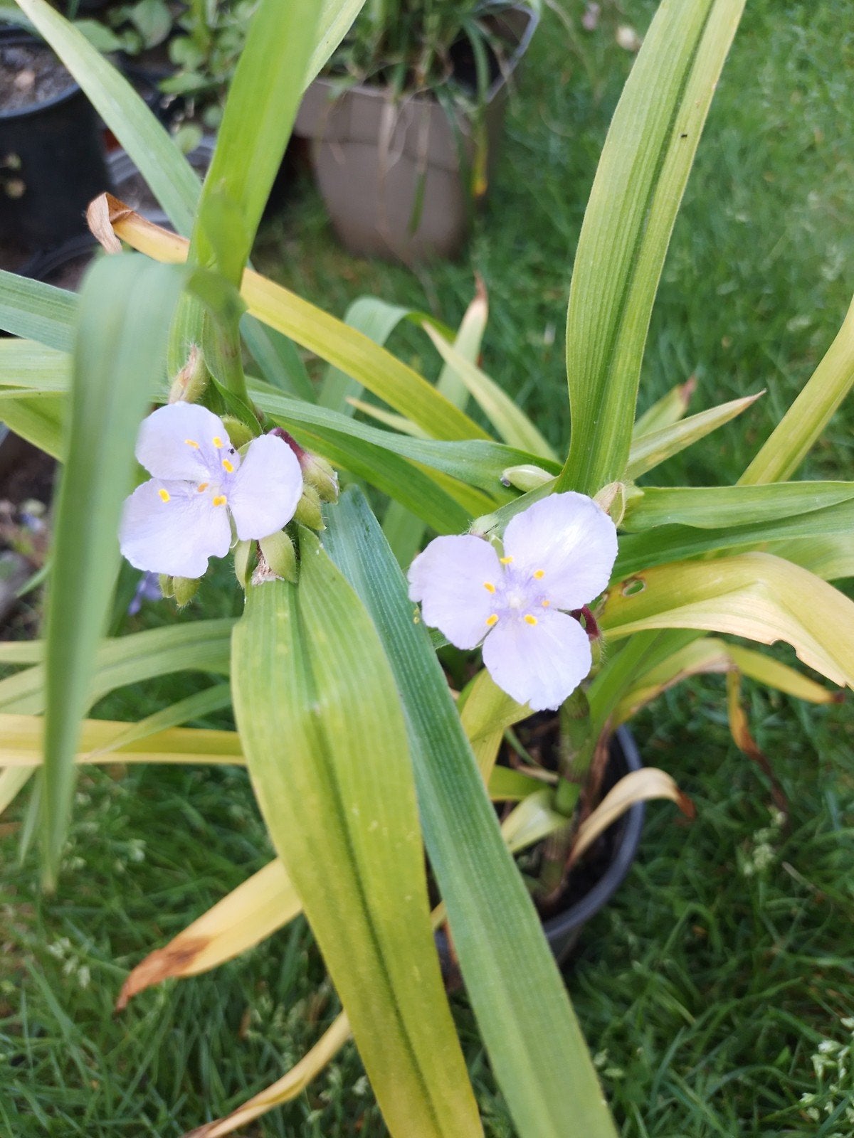 Eendagsbloem, Plein soleil, Été, Enlèvement, Graminées ornementales