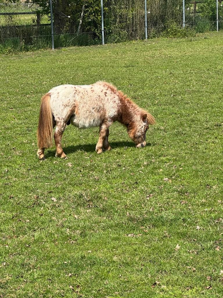 Shetlander Jaarling, Hengst
