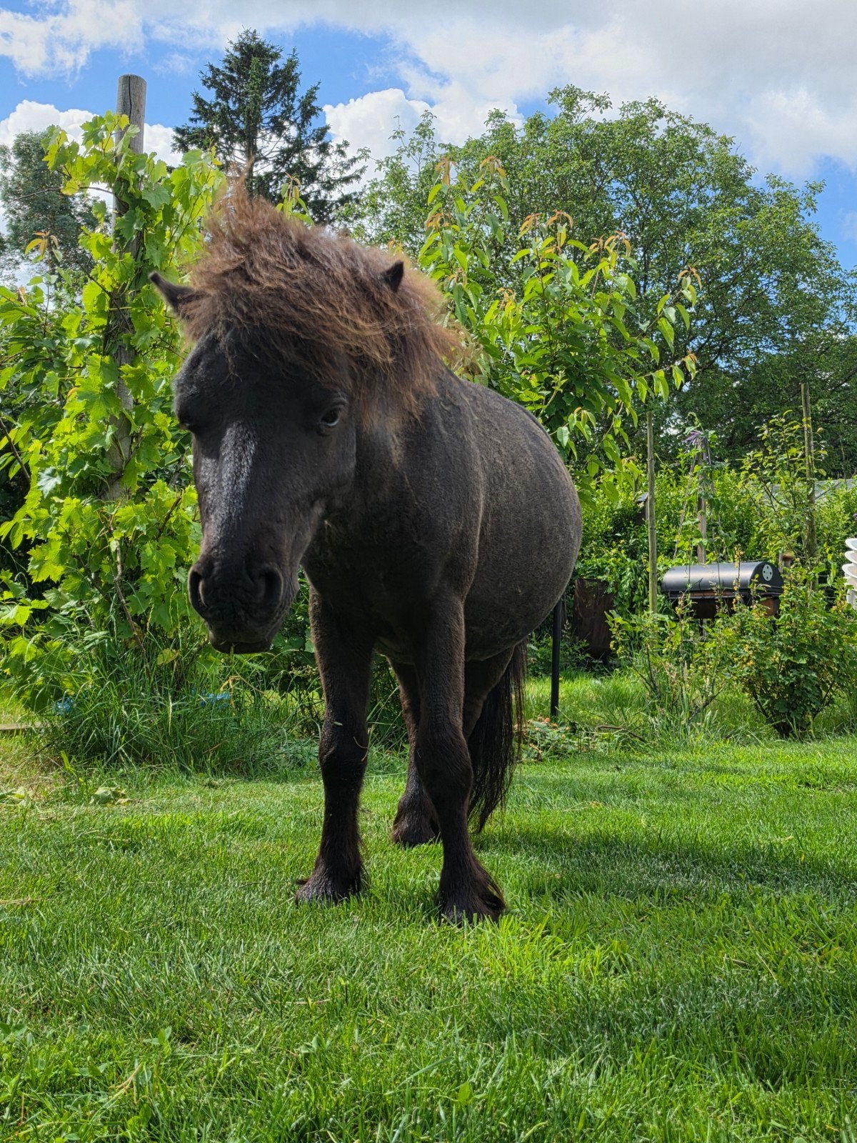 mini paardje, Animaux & Accessoires, Chevaux