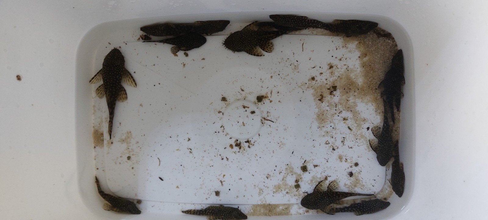 zwarte ancistrussen zoeken nieuwe thuis eigen kweek, Animaux & Accessoires, Reptiles & Amphibiens, Autres espèces