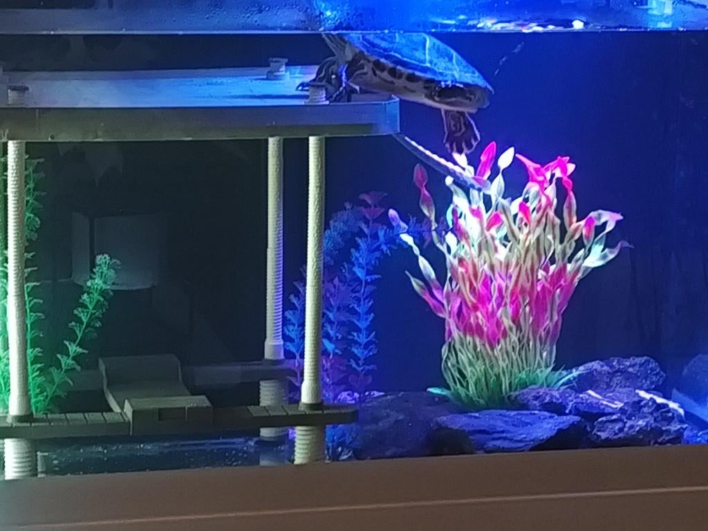 Aquarium  200 litres, Dieren en Toebehoren, Vissen | Aquaria en Toebehoren, Ophalen, Gebruikt, Aquaforest, Inclusief vissen