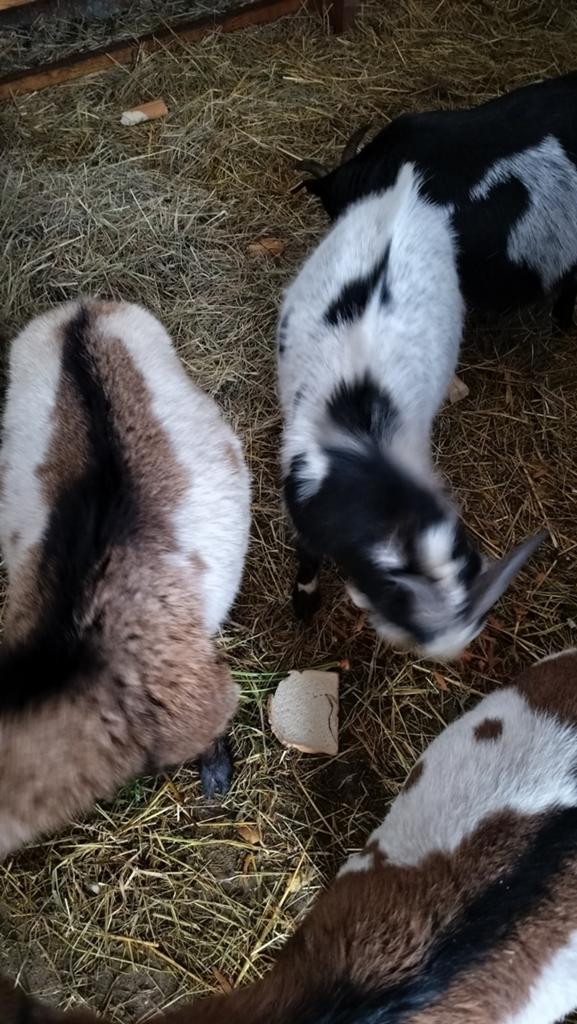 Wit geitje te koop -mieke, Animaux & Accessoires