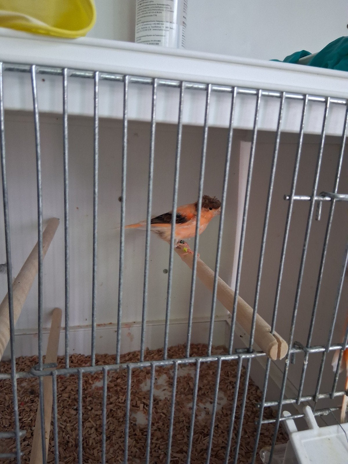 kanarie harlekijn, Dieren en Toebehoren