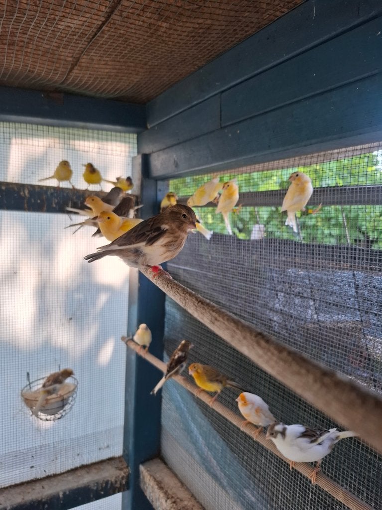 Canaries 2026, Plusieurs animaux, Canari de couleur