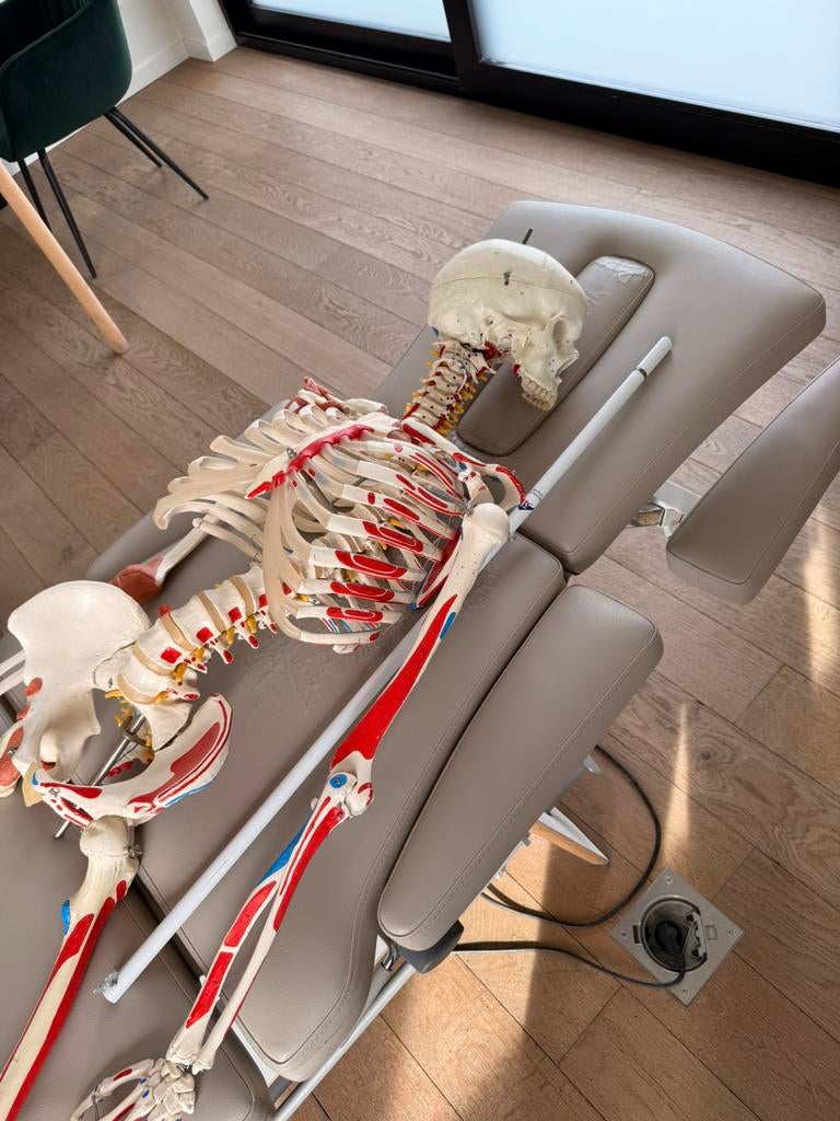 Anatomisch skelet model, Ophalen