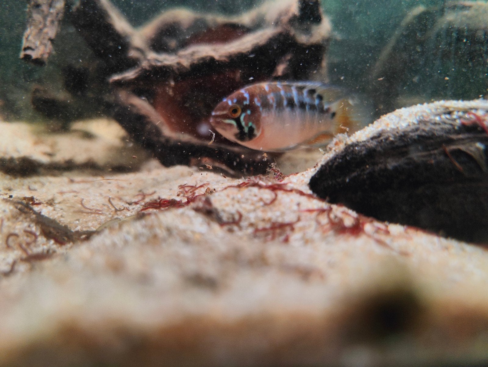 ivanacara bimaculata, Dieren en Toebehoren, Vis, Zoetwatervis