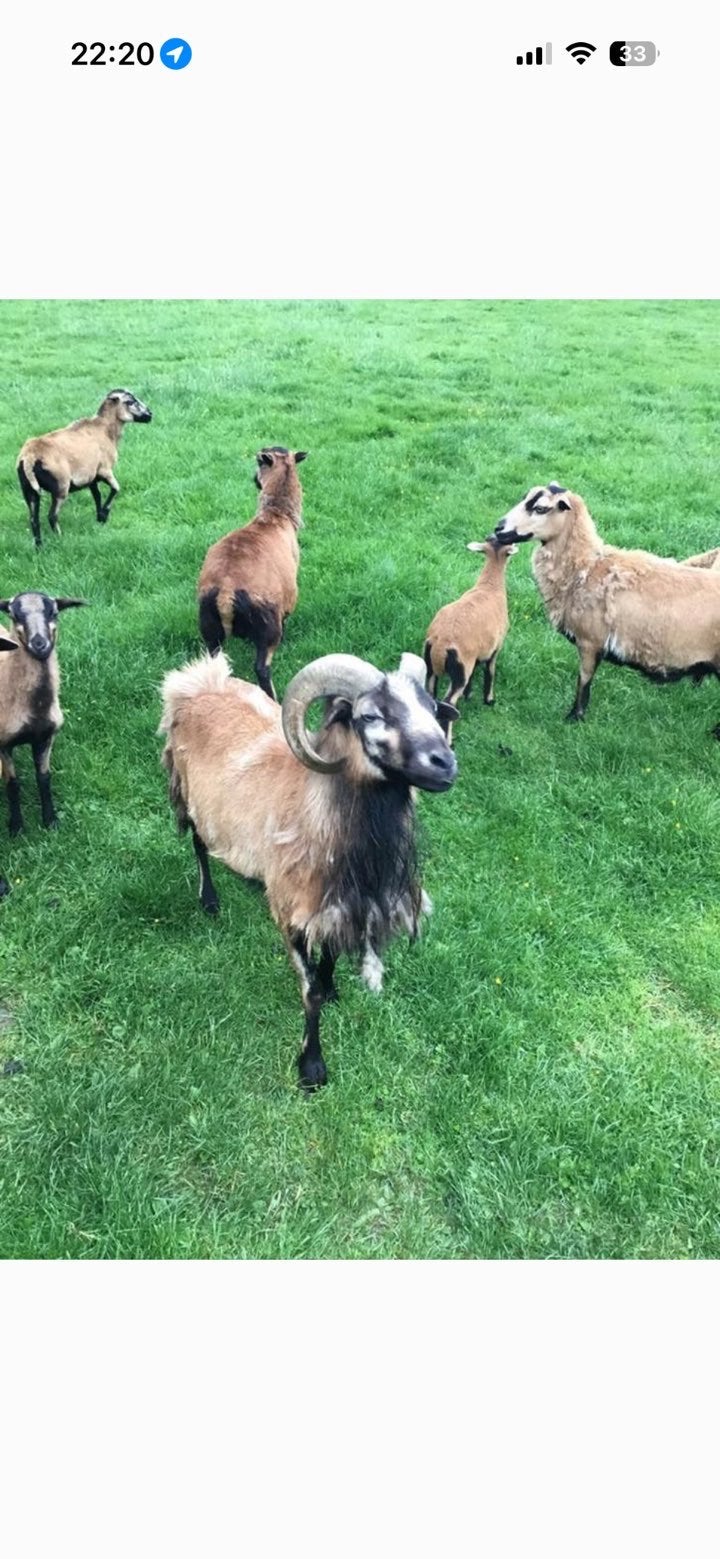 Kameroen schaap, Dieren en Toebehoren, Schaap
