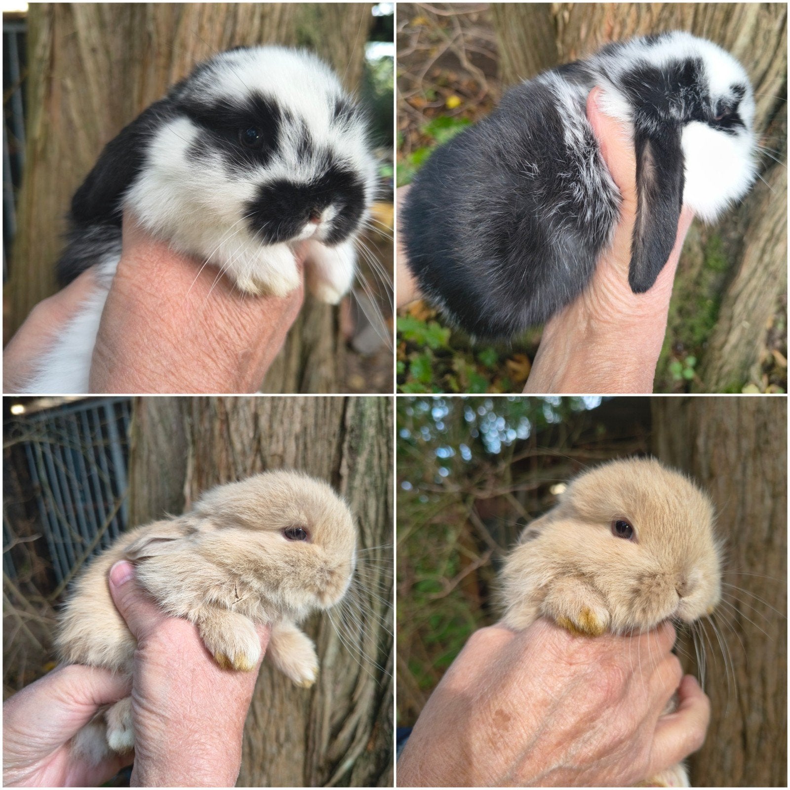 Superlief duo NHD dwergkonijn tjes, Meerdere dieren, Dwerg, Hangoor, 0 tot 2 jaar