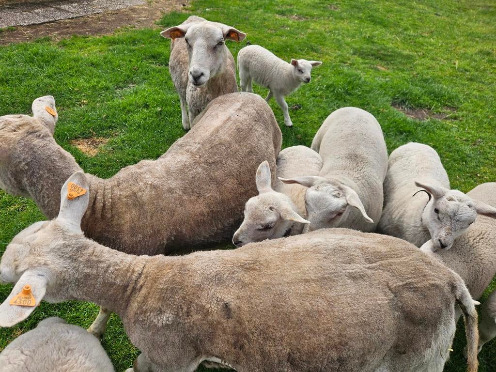 Een moeder ooi met twee bokken.
Texel/swifter