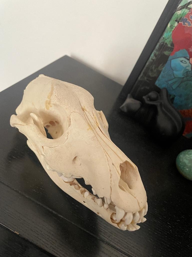 Crâne de chien, Enlèvement, Chien ou Chat, Crâne