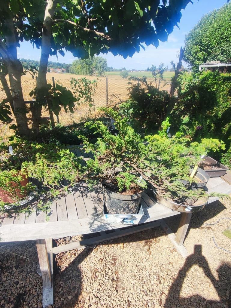 startplant bonsai juniperus klein, Ophalen