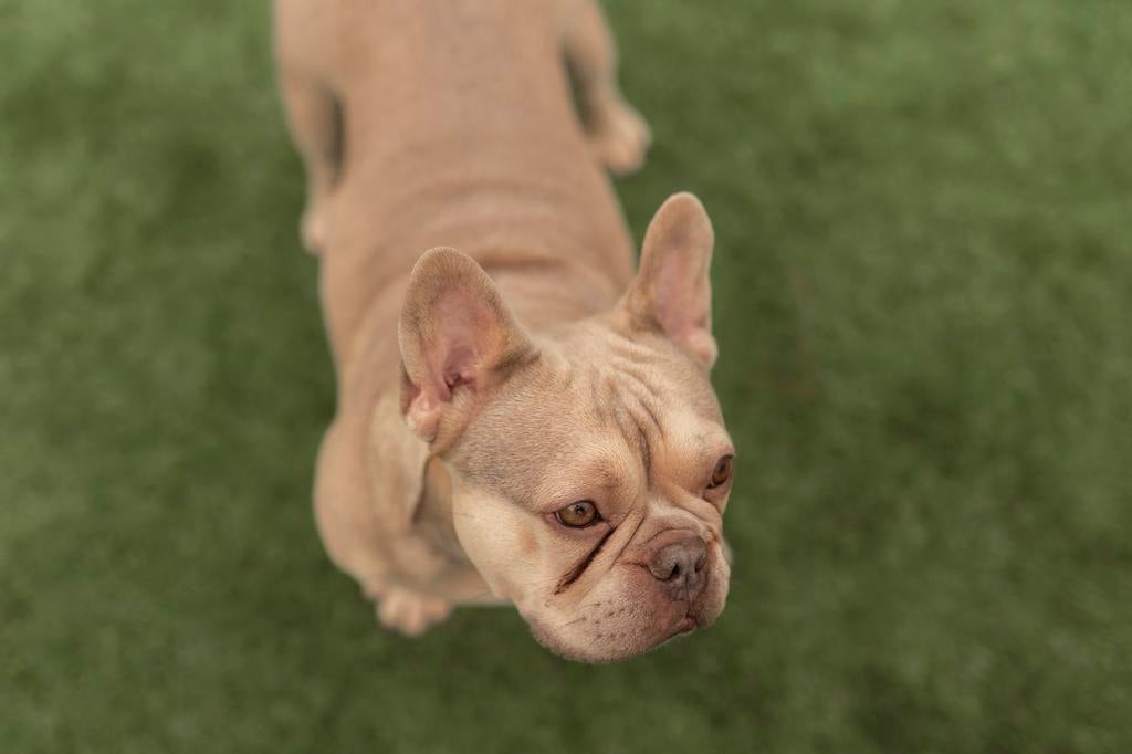 Franse Bulldog dekreu, België, Fokker | Hobbymatig, Reu, Eén hond