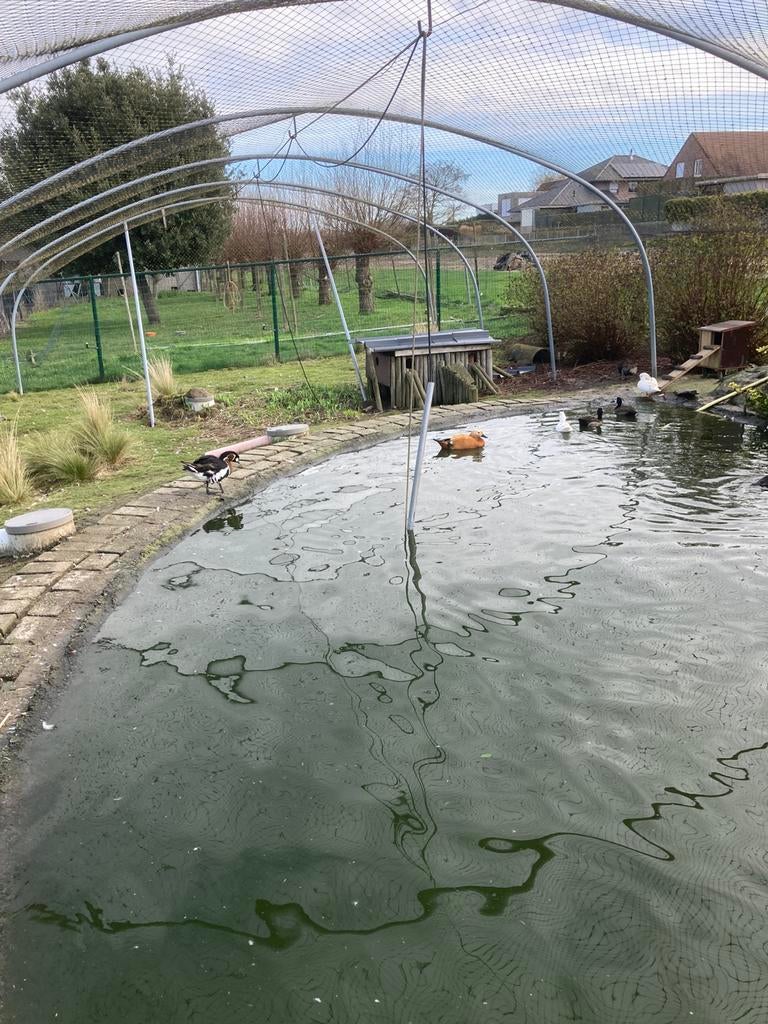 Casarca, Dieren en Toebehoren, Pluimvee, Eend