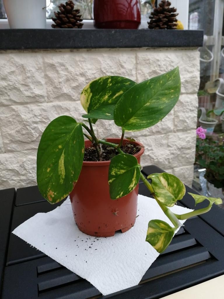 Pothos, pilea et rhypsalis, jeunes plantes d'intérieur.