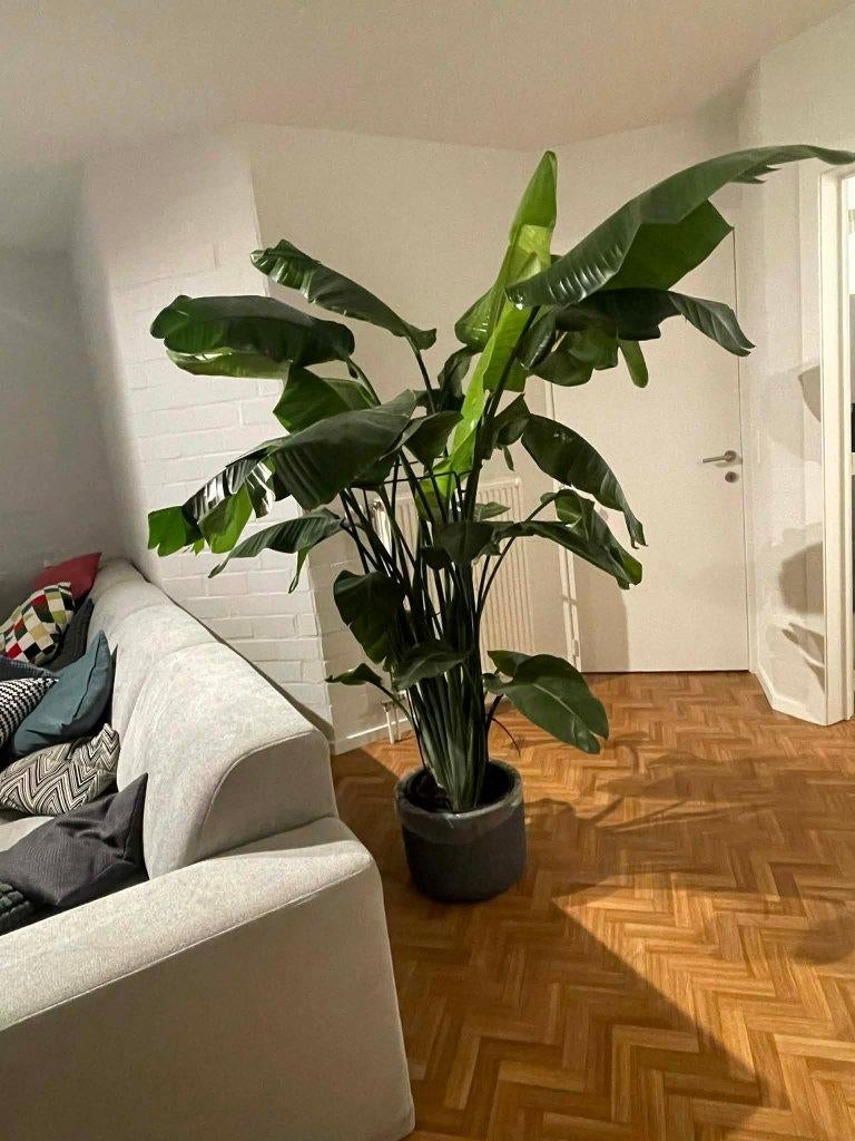 Strelitzia Nicolai, Autres espèces, Enlèvement, 200 cm ou plus, Plante verte