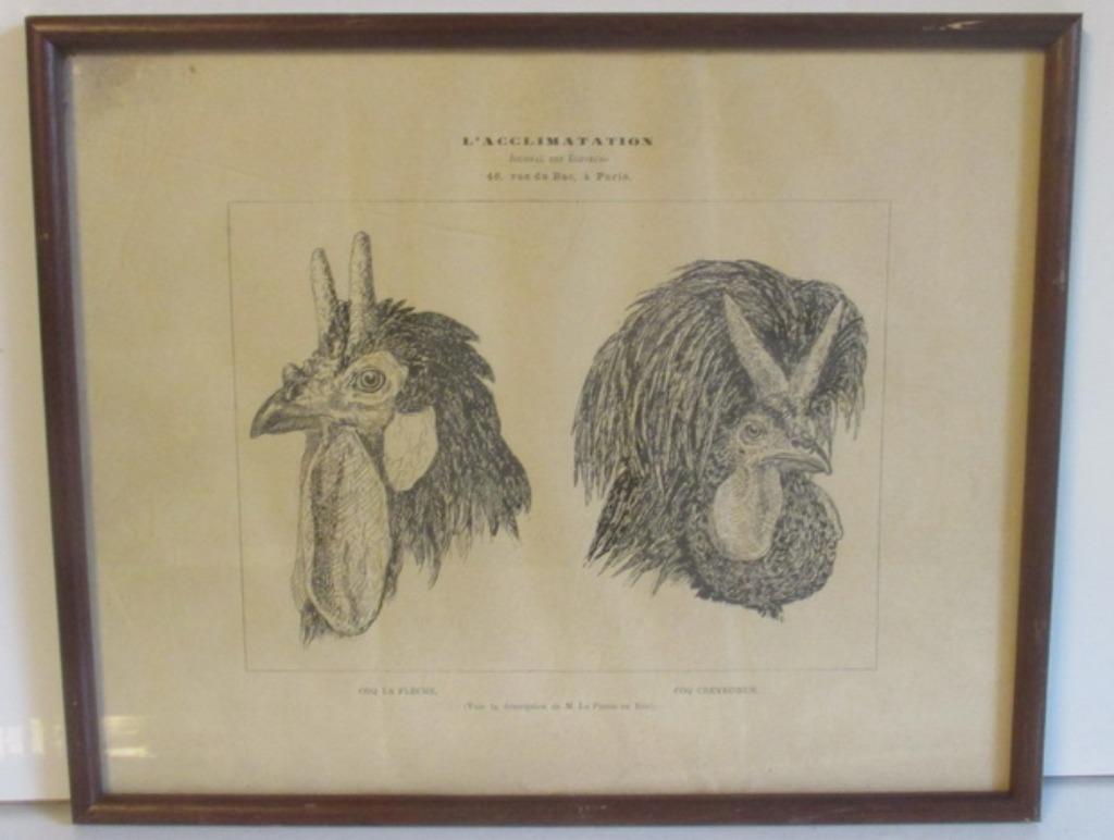 illustration lithographique ancienne de Acclimatation Coq la, Envoi