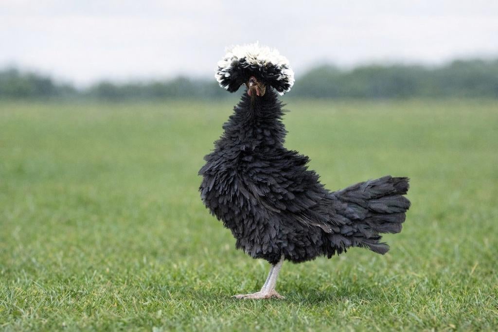 Hollandse kuifhoender krulveer krielkippen jonge hennen, Femelle, Poule ou poulet