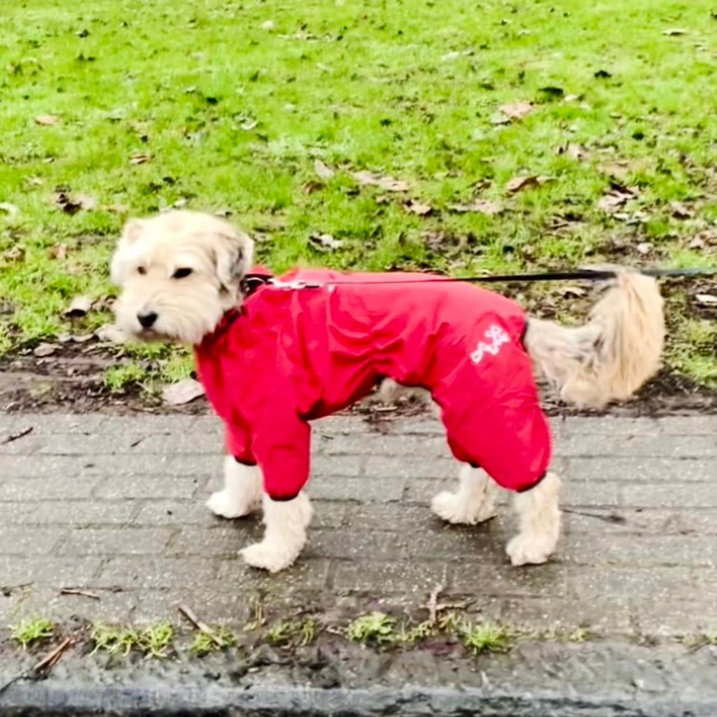 Combinaison de pluie pour chien Bare Berry, Animaux & Accessoires, Vêtements pour chiens, Comme neuf, Enlèvement