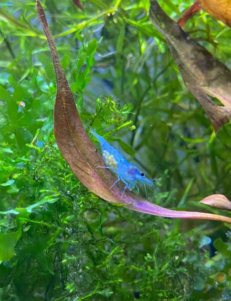 Neocaridina Blue Jelly - High Grade, Homard, Crabe ou Crevette, Poisson d'eau douce, Banc de poissons