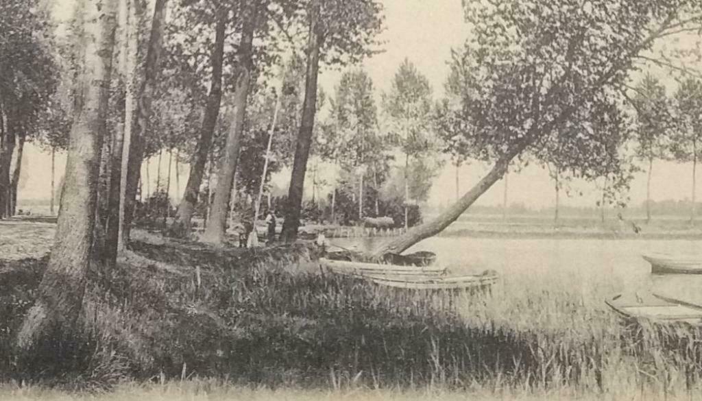 Carte Postale Overmeire Donk L'arbre suspendu, Collections, Enlèvement ou Envoi, Avant 1920, Affranchie, Flandre Orientale
