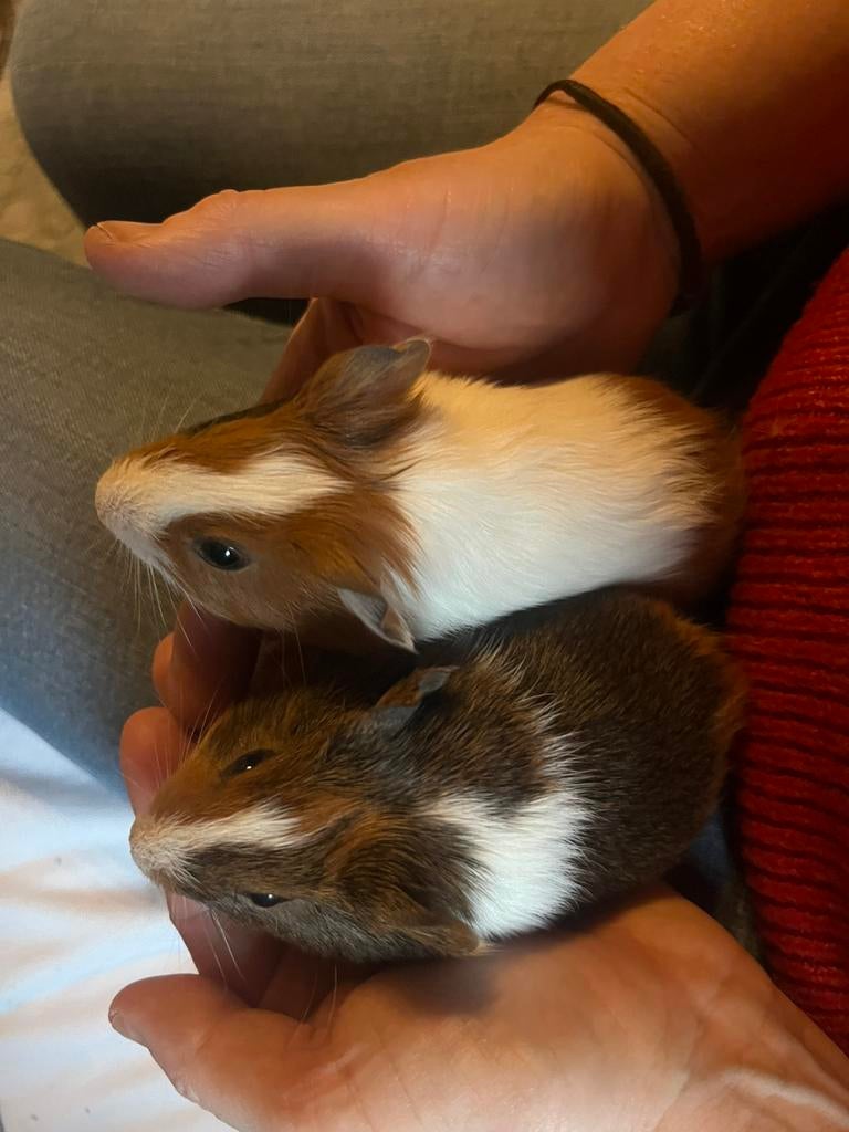 Des bébés cobayes !, Décembre, Domestique, Plusieurs animaux, Cobaye