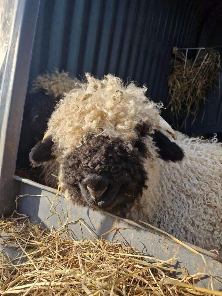 Super tamme Walliser ram - 4 maanden - ARR/ARR