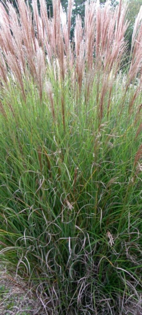Miscanthus sinensis gracillimus, Enlèvement