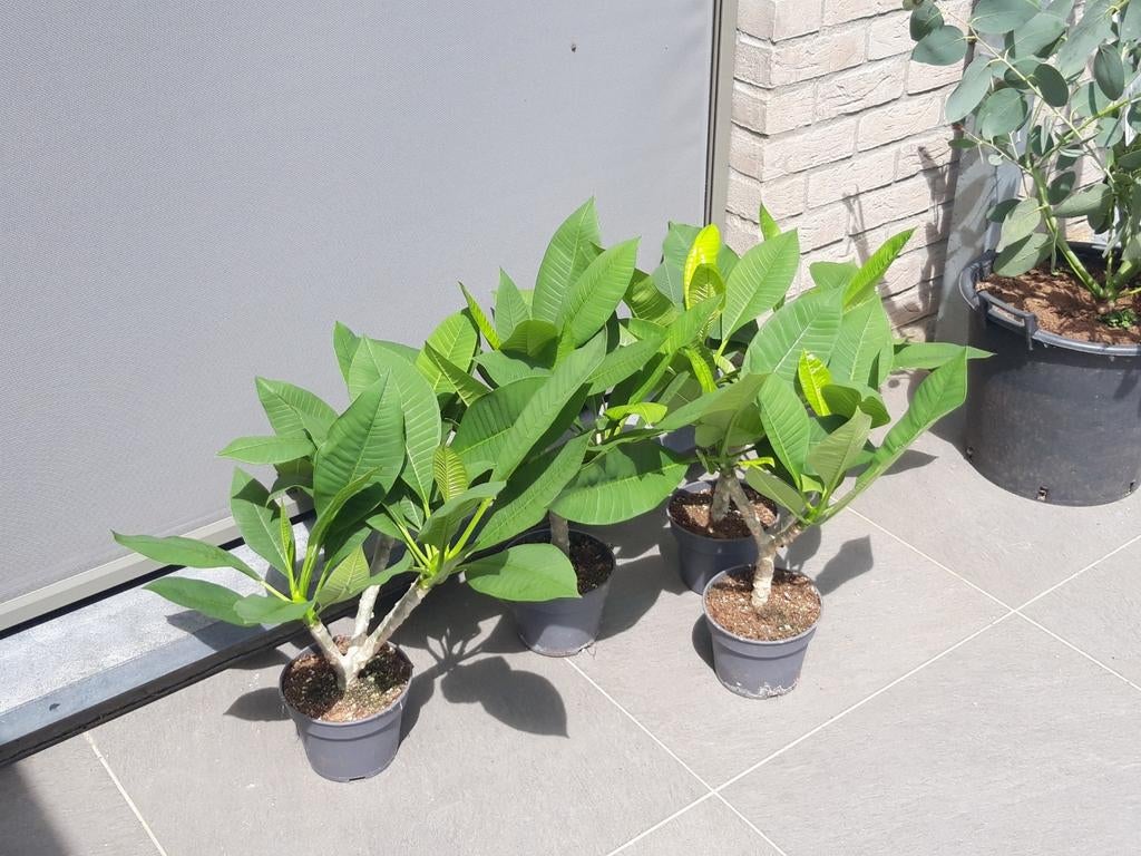 plumeria (frangipani), Tuin en Terras, Planten | Tuinplanten, Ophalen of Verzenden, Volle zon