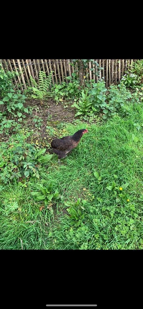 Oeufs fécondés d’Araucanaoeufbleu croisé Brahma Isabelle GR, Plusieurs animaux, Poule ou poulet