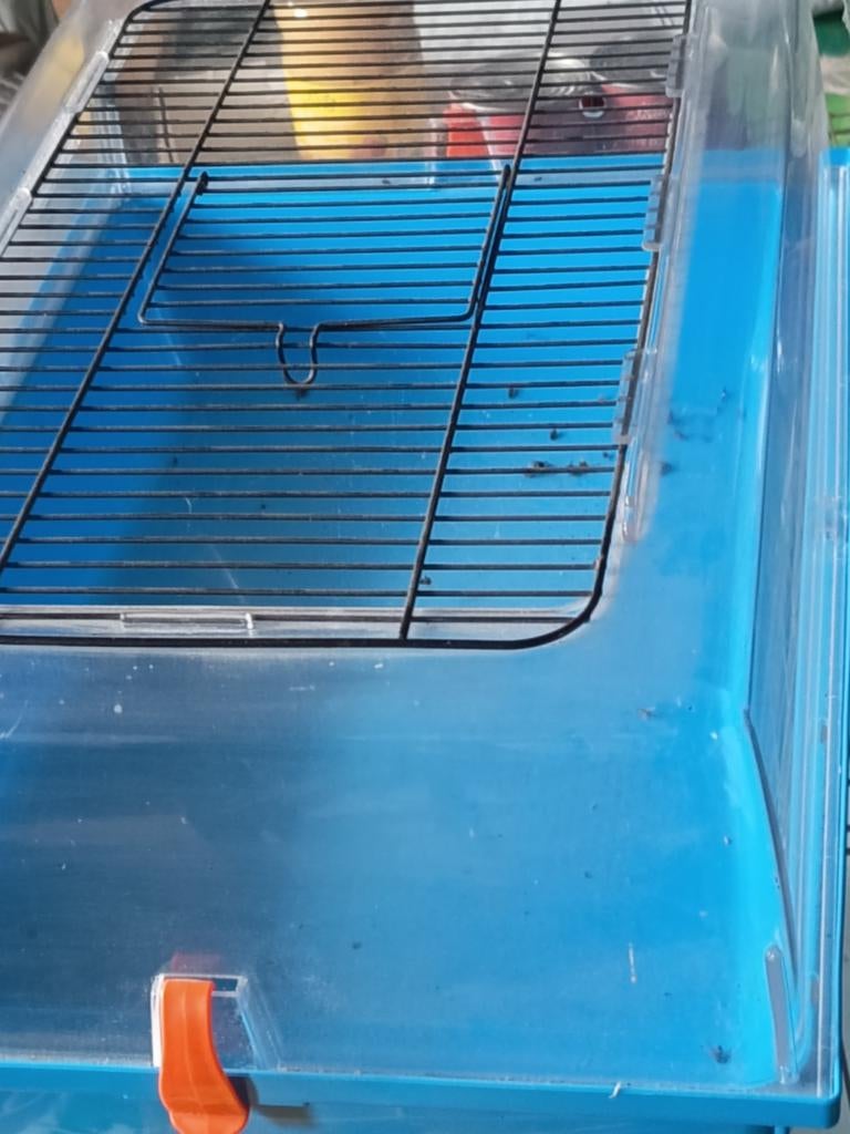 Hamster kooi, Dieren en Toebehoren, Ophalen, Zo goed als nieuw, Kooi, Hamster