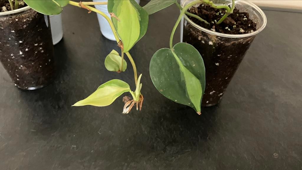Philodendron Brazil., Huis en Inrichting, Kamerplanten, Ophalen of Verzenden