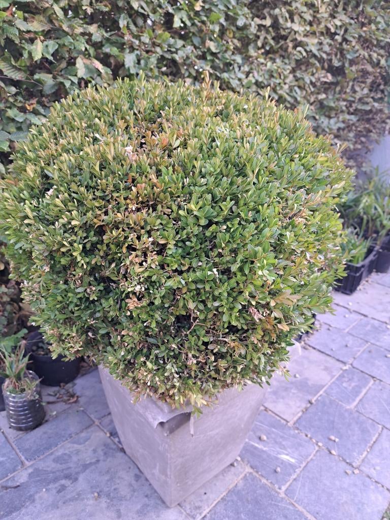 Buxus in pot - bol +/- 60 cm, Ophalen, Vaste plant