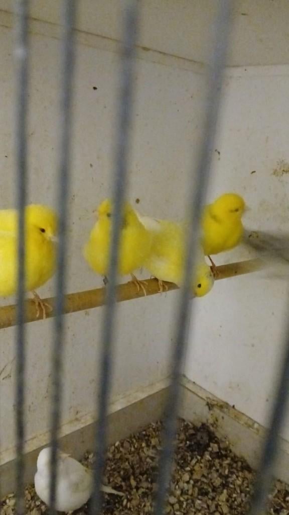 Gezocht , kleur en postuur kanaries, Dieren en Toebehoren