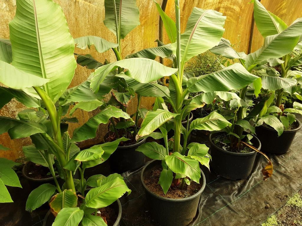 BANENBOMEN   IN 30 LITERPOT  HALFE PRIJS, Tuin en Terras, Planten | Tuinplanten, Ophalen, Zomer, Vaste plant, Overige soorten