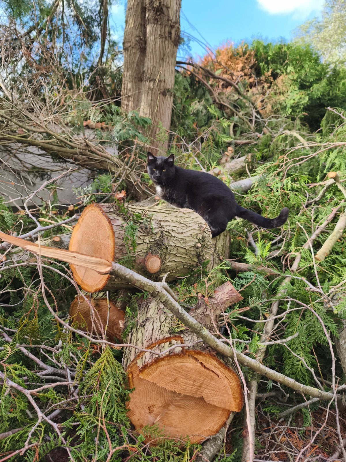 déchiqueteuse + tronçonneuse = FOURRAGE GRATUIT, Enlèvement, Troncs d'arbres