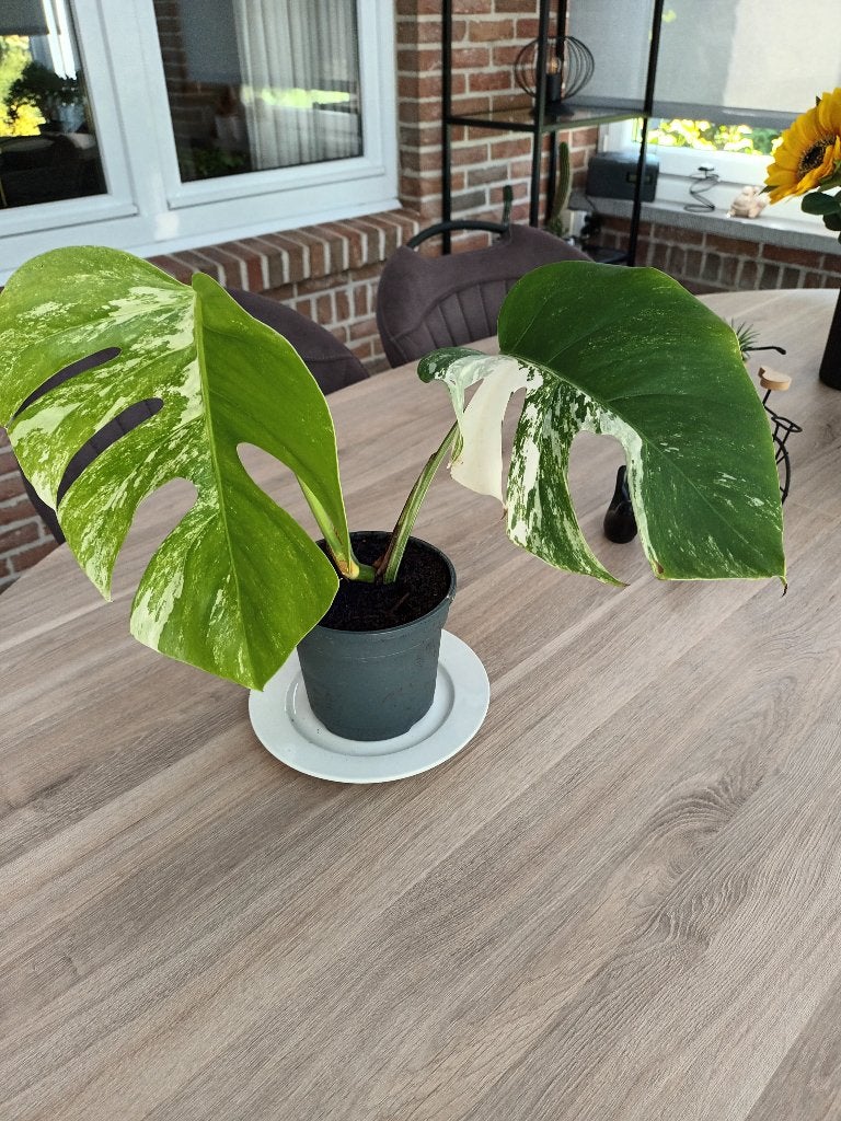 Monstera variegata, Maison & Meubles, Plantes d'intérieur, Enlèvement, Autres espèces, Moins de 100 cm