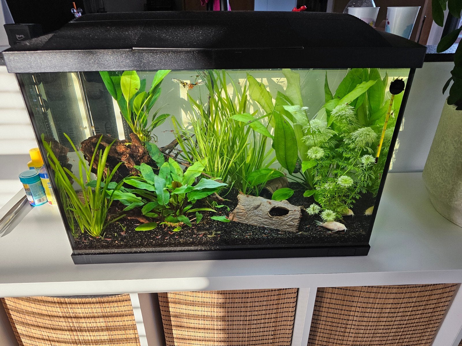 superfish 70, Dieren en Toebehoren