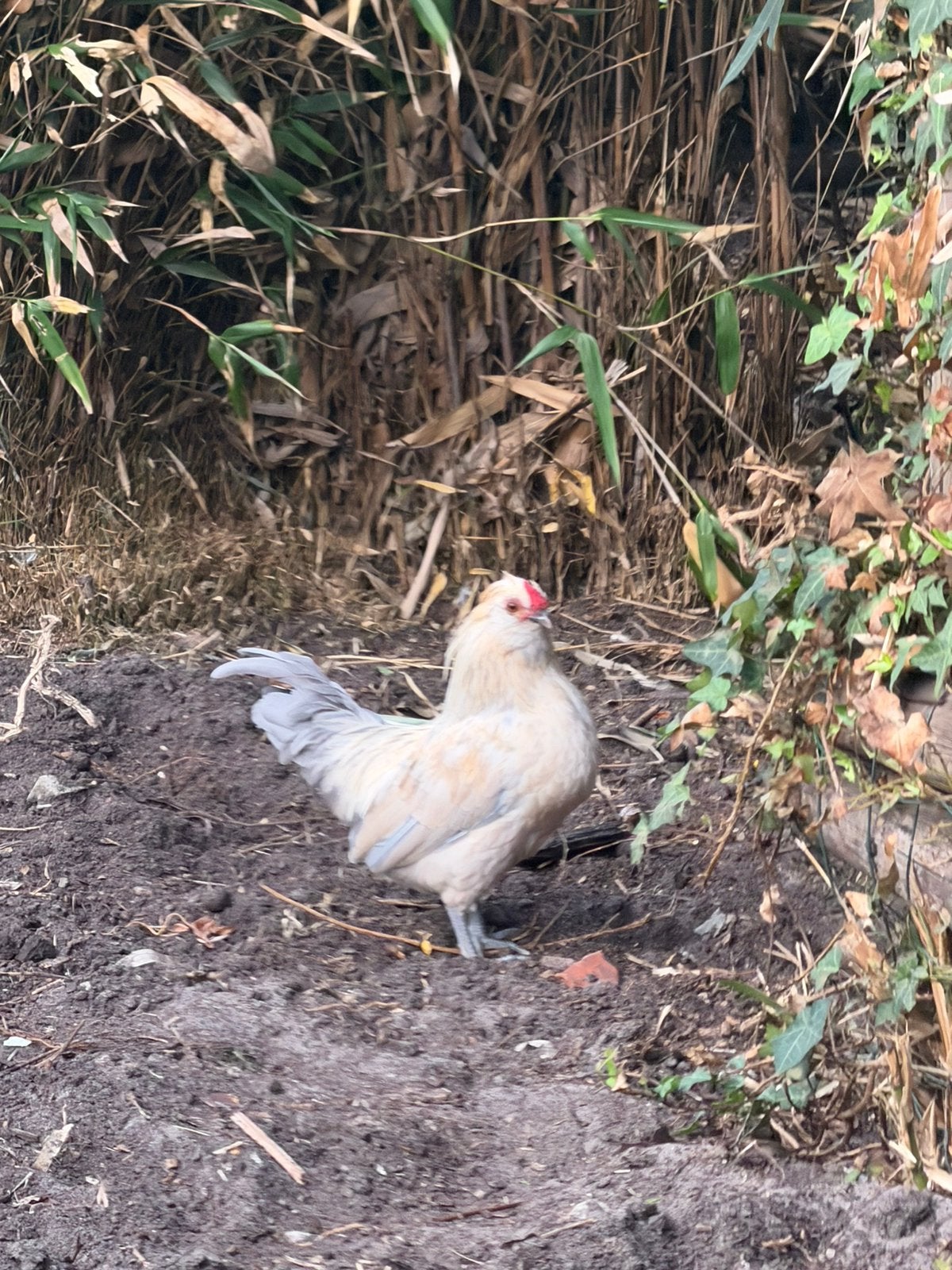 Baardkrielen, Dieren en Toebehoren, Pluimvee, Mannelijk, Kip