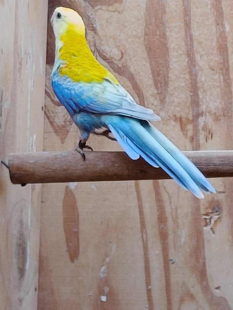 Rosella Parkieten, Dieren en Toebehoren, Meerdere dieren, Parkiet, Geringd