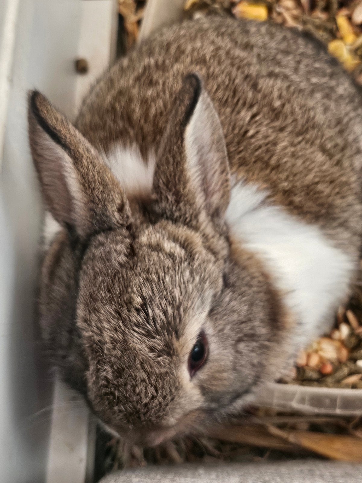 Dwergkonijnen te koop (4 st) wit,beige,bruin/wit,wit/bruin, Dieren en Toebehoren