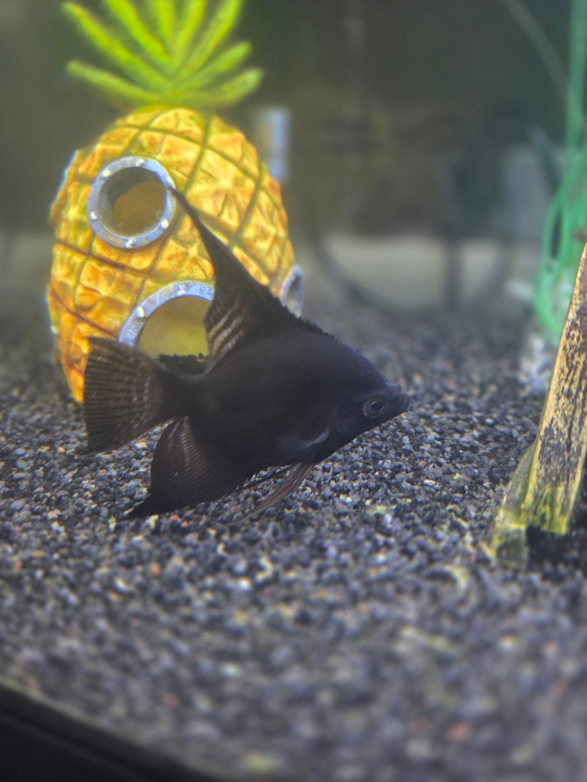 Maanvis zwart / wit-Pterophyllum scalare var. Black / white, Dieren en Toebehoren, Vis, Zoetwatervis, Schoolvis
