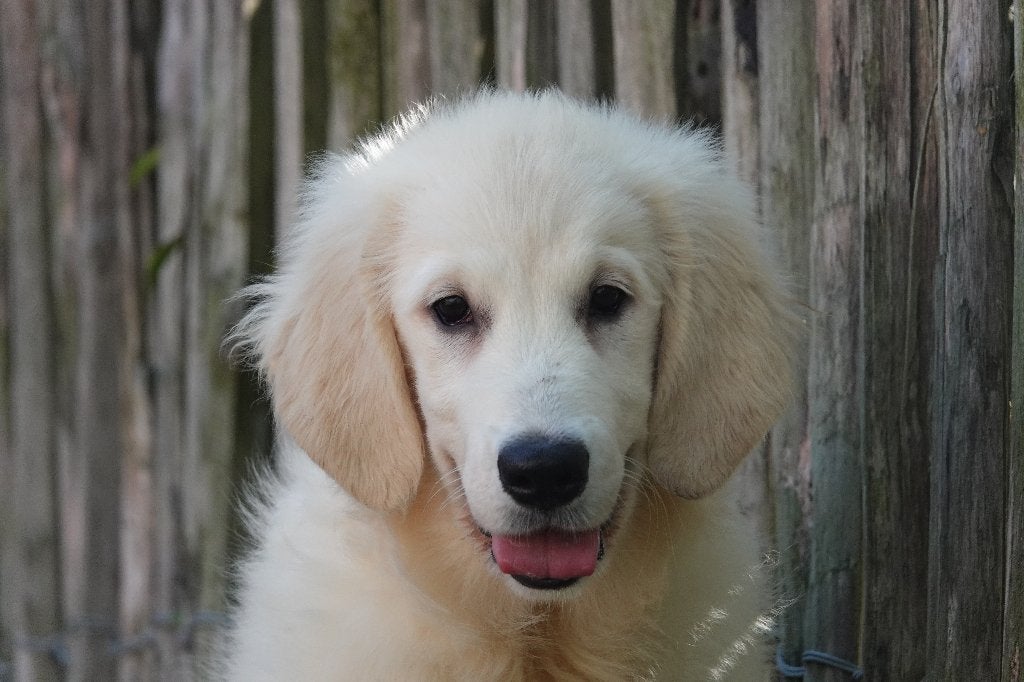 Prachtige Golden Retriever pups, met stamboom, Dieren en Toebehoren, België, 15 weken tot 1 jaar, Meerdere, Meerdere dieren