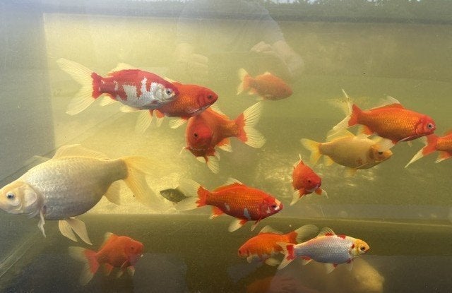 Poisson rouge, Poisson(s) rouge(s)
