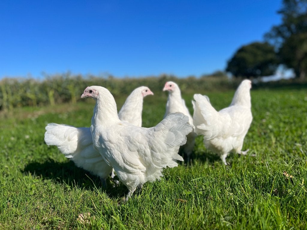 Jonge tamme Australorp kippen gesekst en ingeënt, Dieren en Toebehoren, Vrouwelijk, Kip