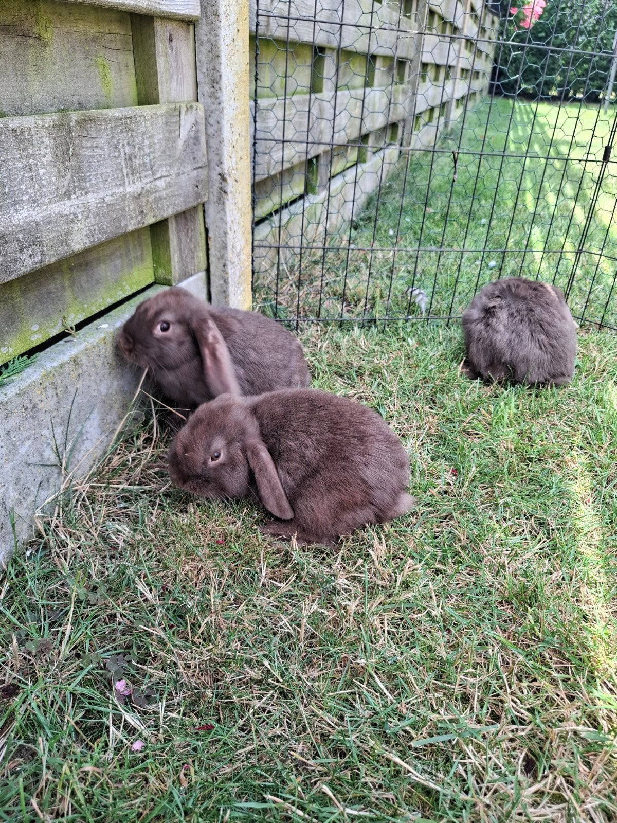 Nederlandse chocolade hangoorkonijntjes, Plusieurs animaux, Oreilles tombantes, 0 à 2 ans