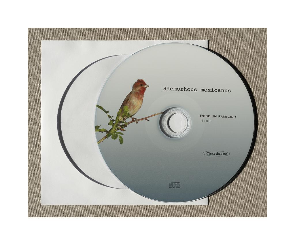 Roselin familier, Plusieurs animaux, Oiseau tropical, Domestique